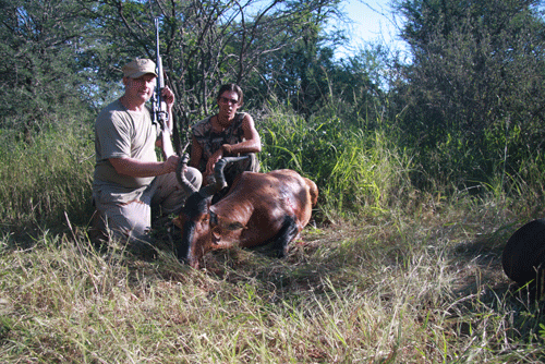 Red Hartebeest