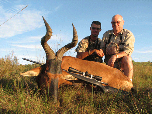 Red Hartebeest