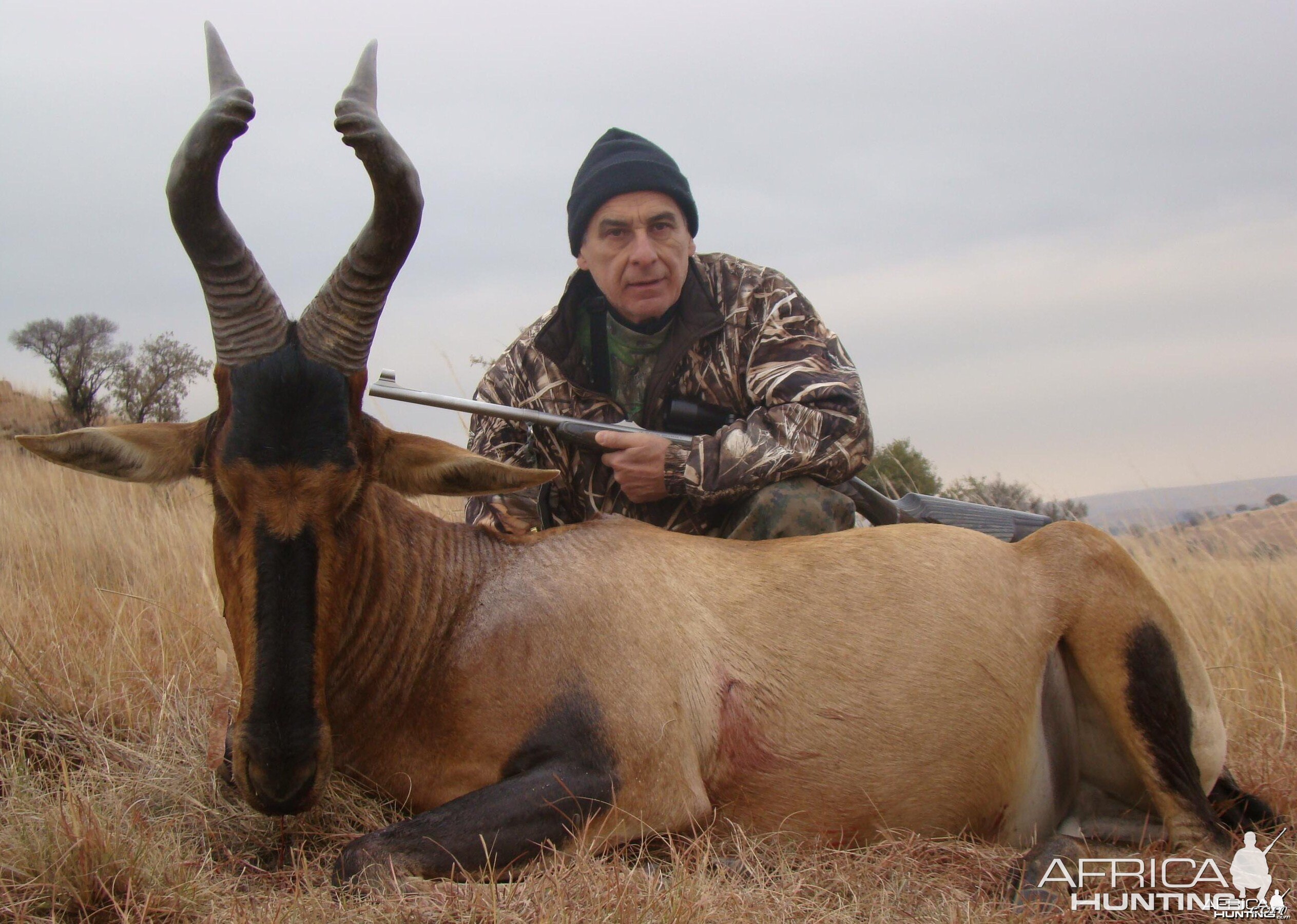 Red Hartebeest