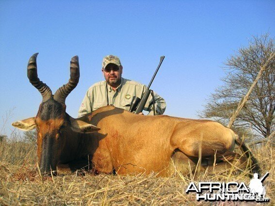 Red Hartebeest