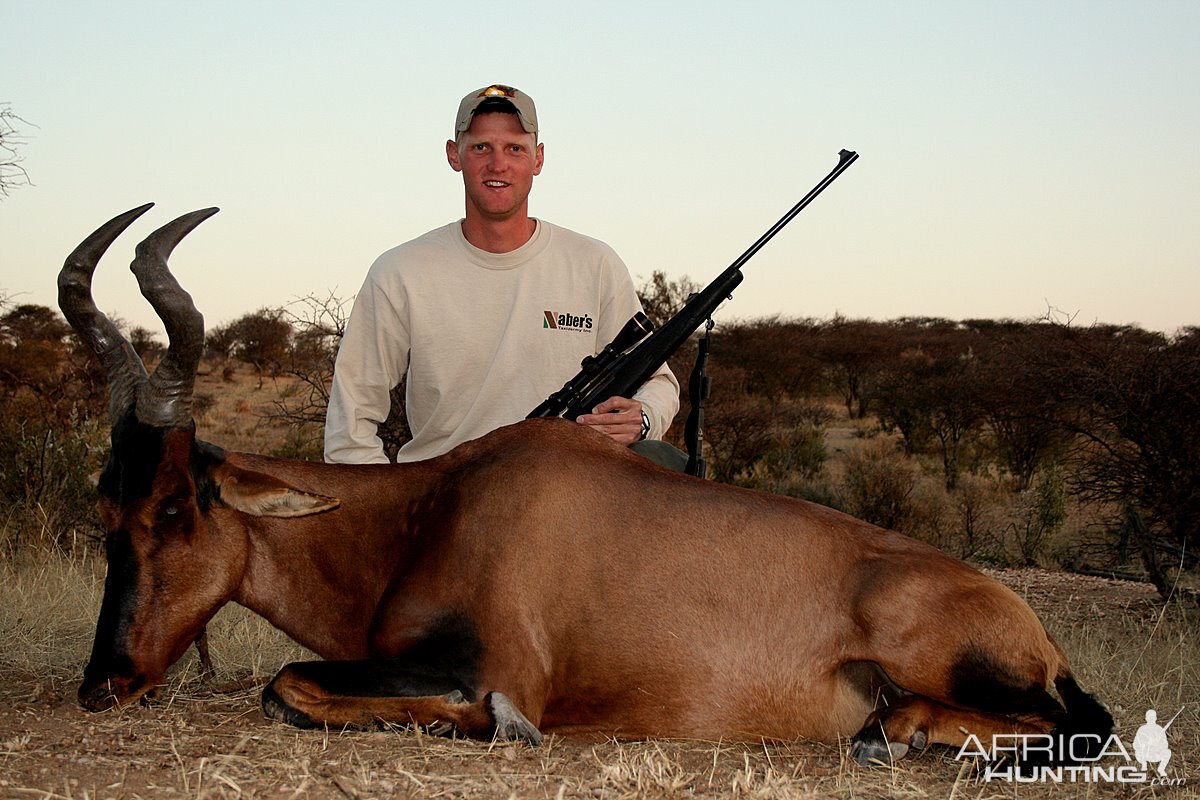 Red Hartebeest