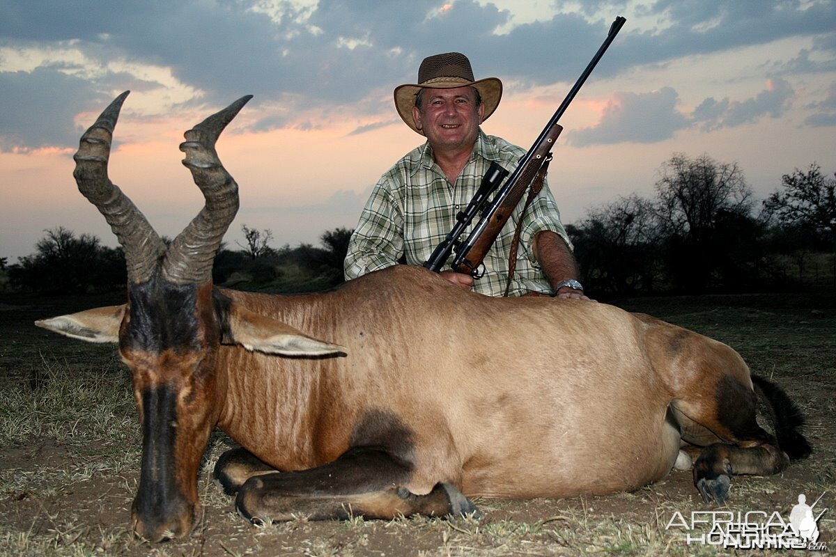 Red Hartebeest