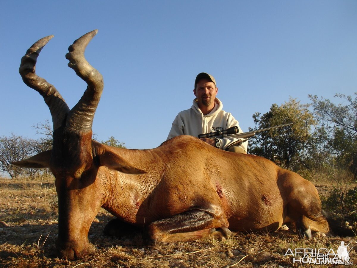 Red Hartebeest