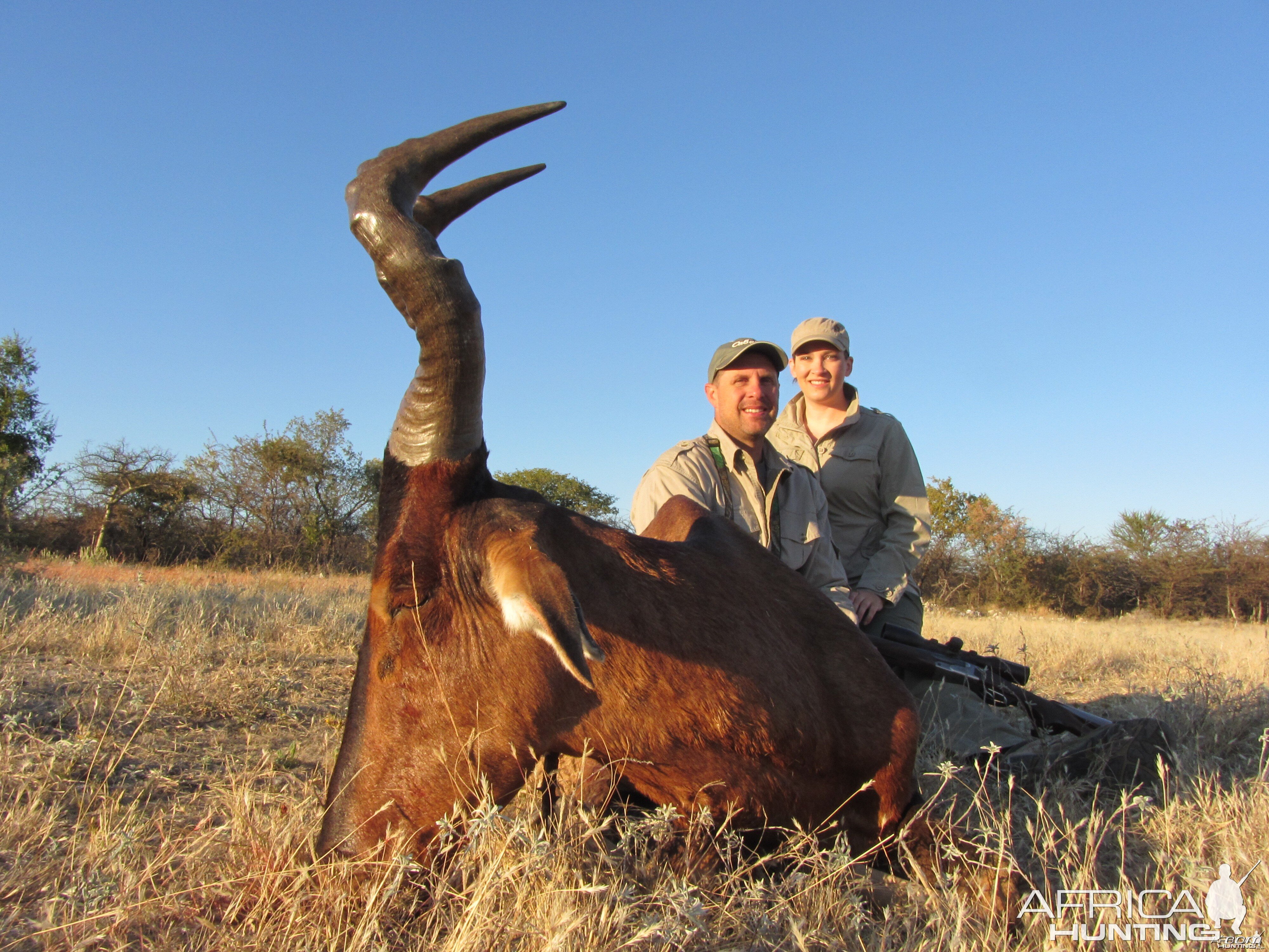 Red Hartebeest