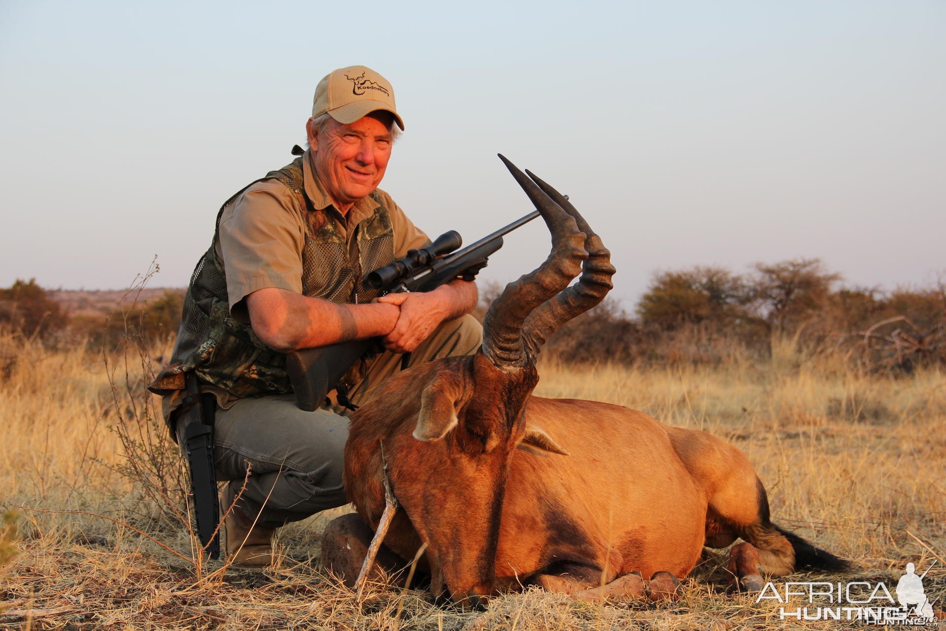 Red Hartebeest