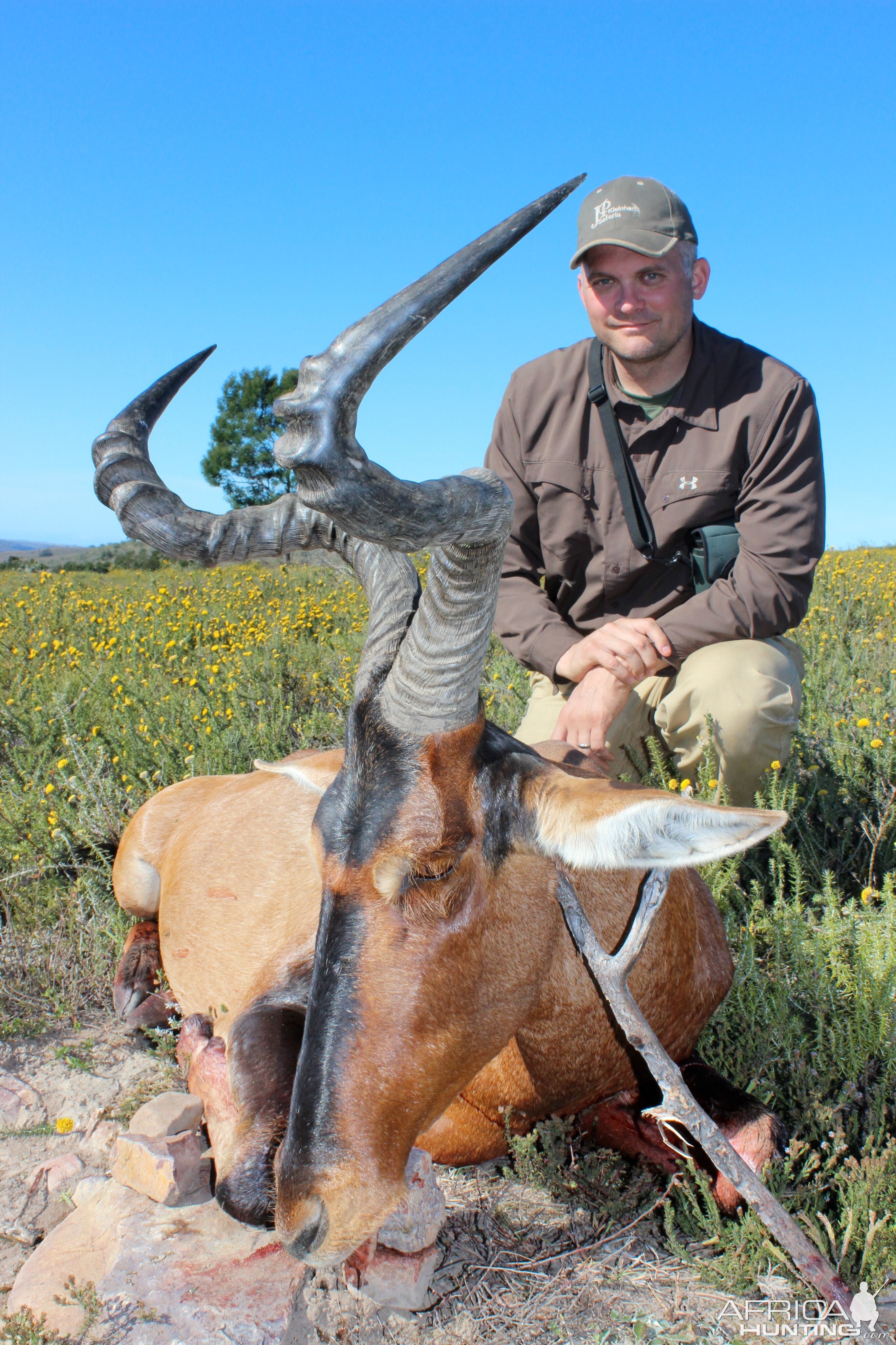 Red hartebeest