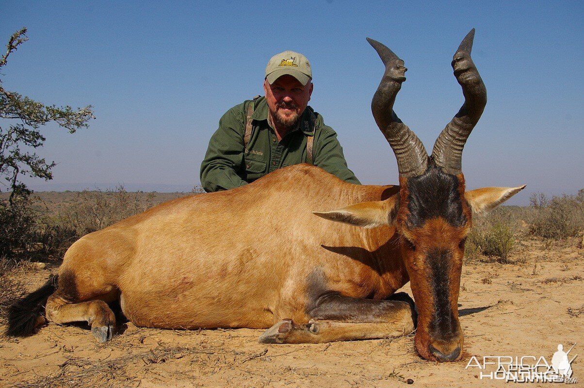 Red Hartebeest