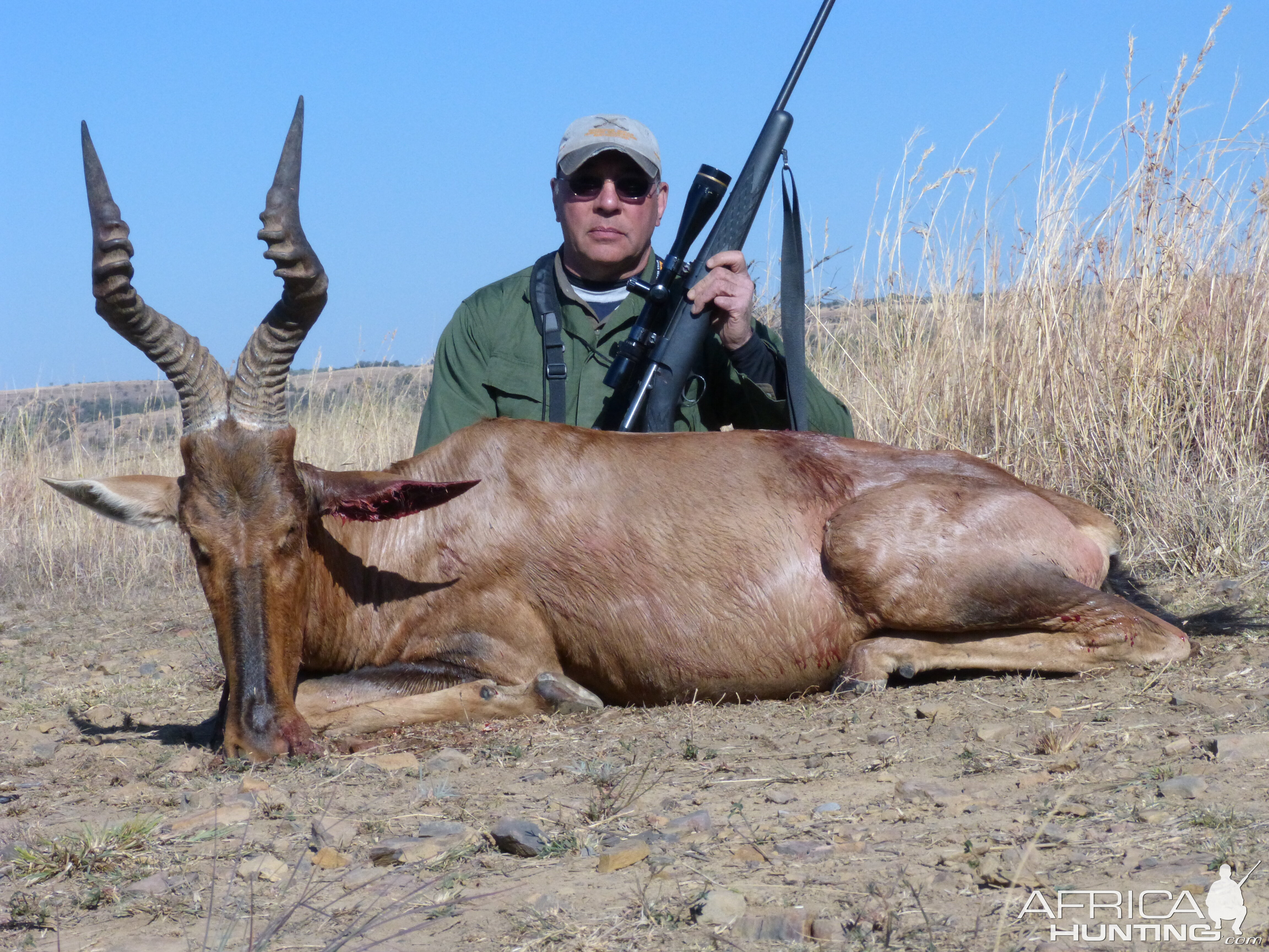 Red Hartebeest