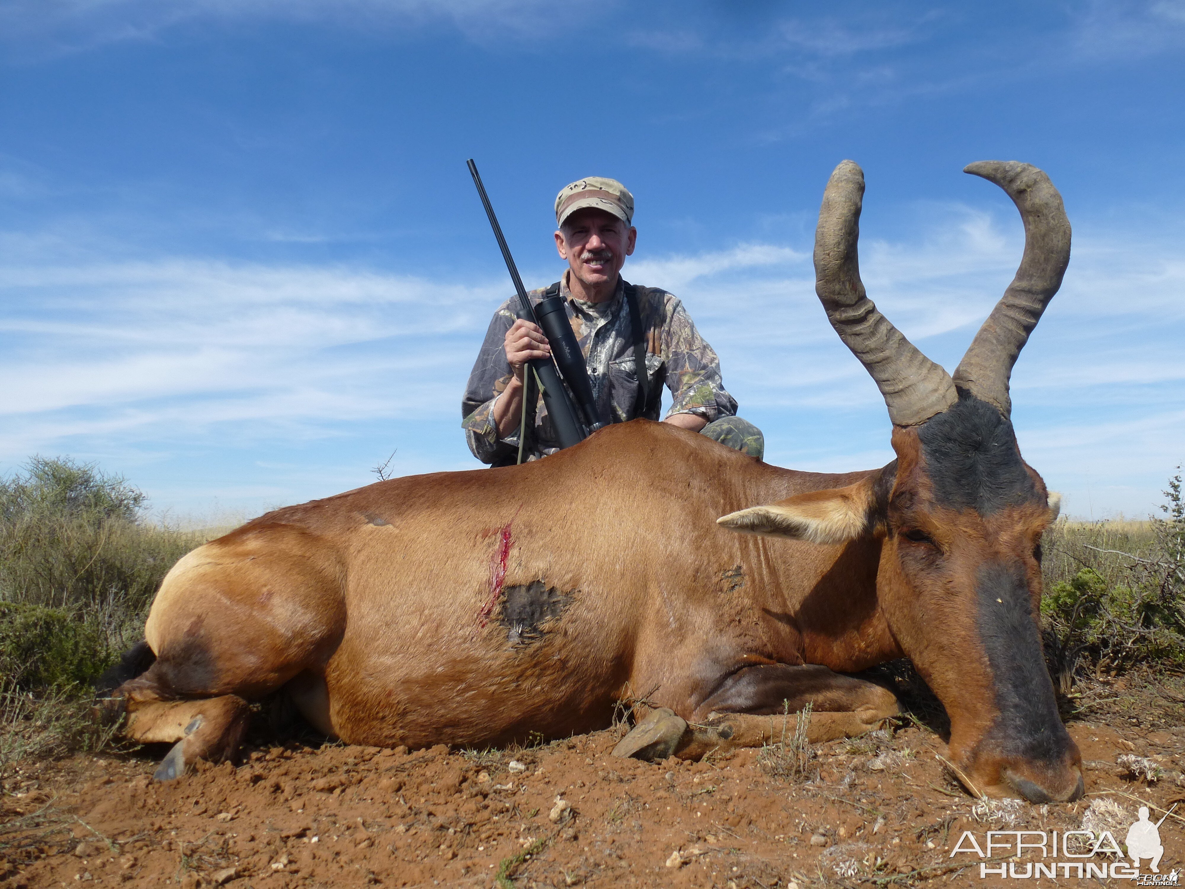 Red Hartebeest