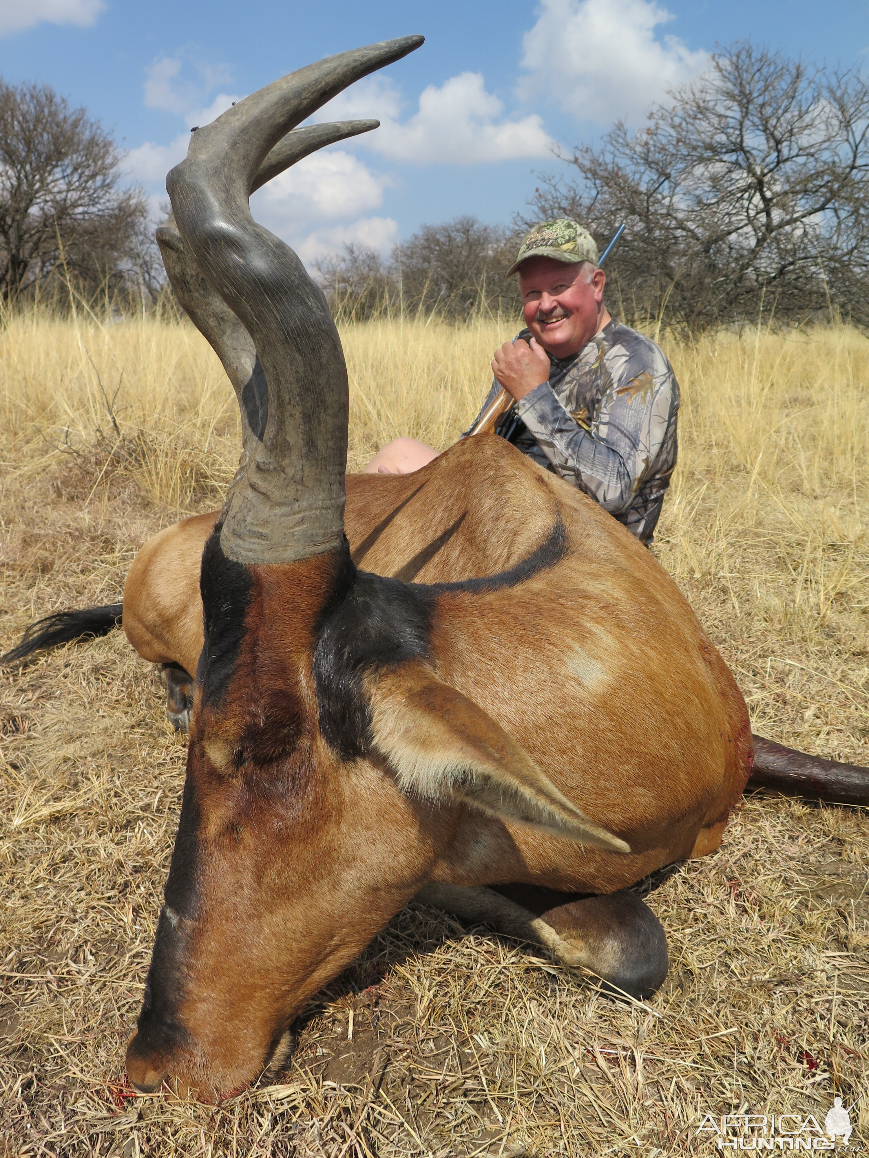 Red Hartebeest