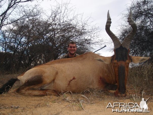 Red Hartebeest