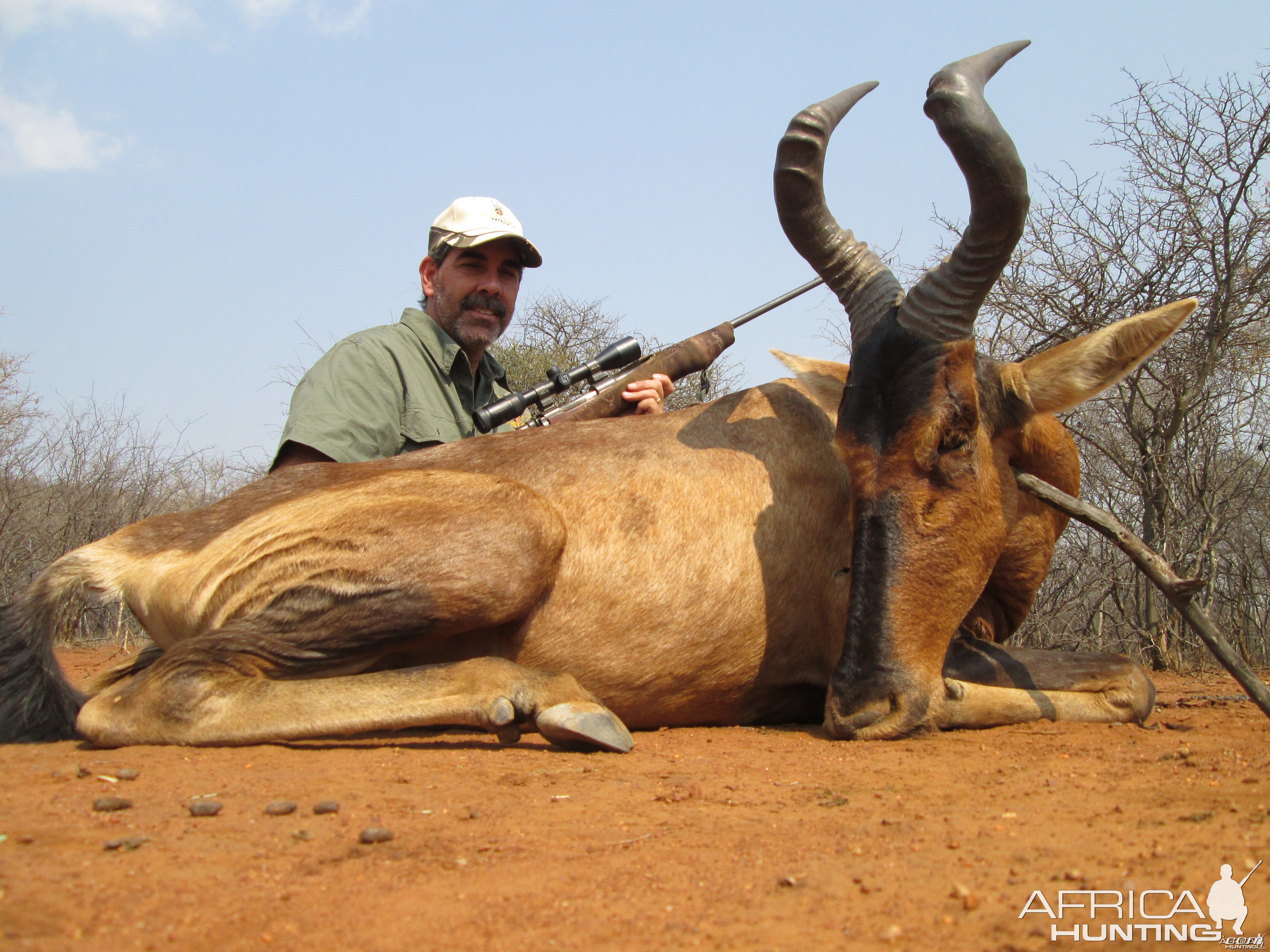 Red Hartebeest