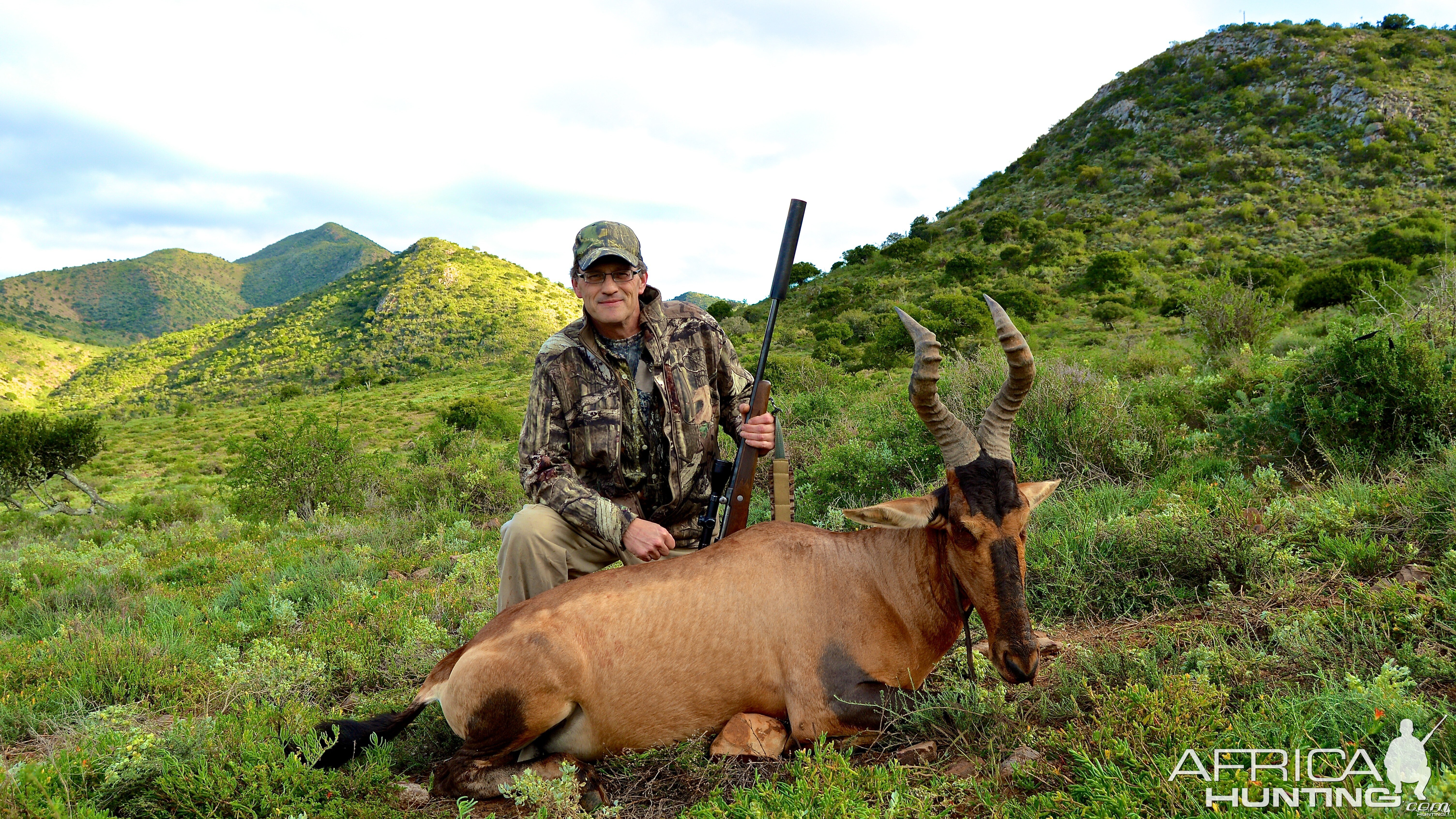 Red Hartebeest