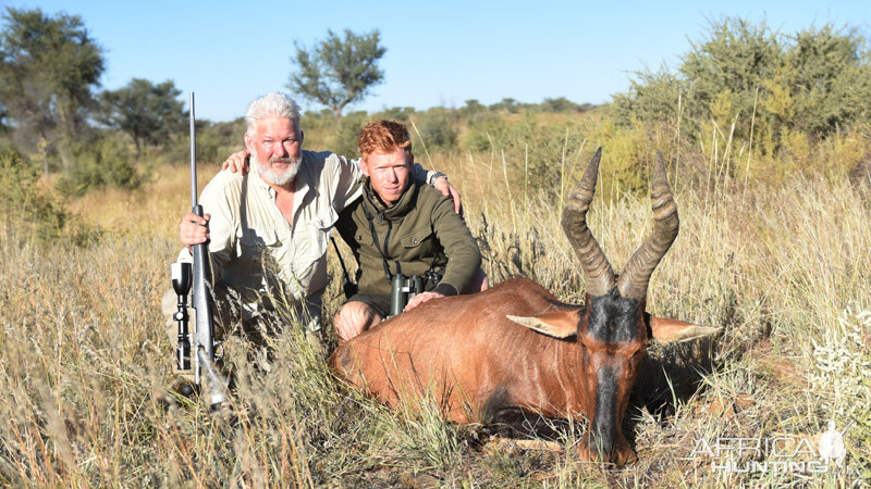 Red Hartebeest