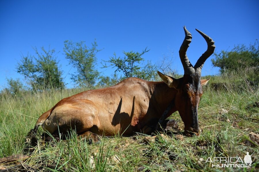 Red Hartebeest