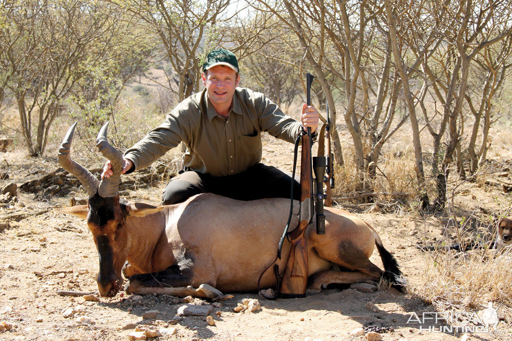 Red Hartebeest