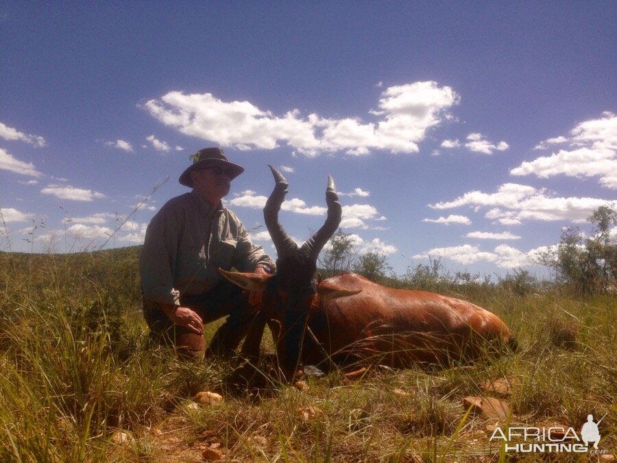 Red Hartebeest