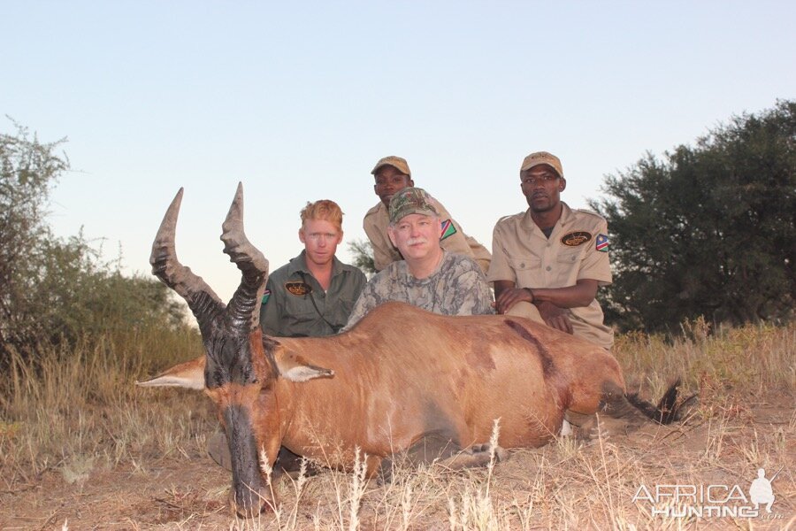 Red Hartebeest