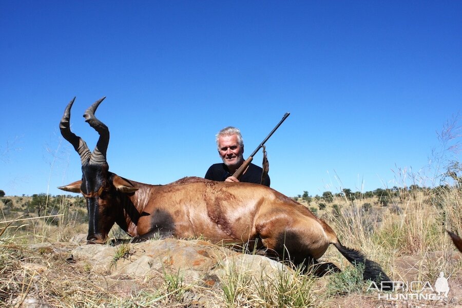 Red Hartebeest