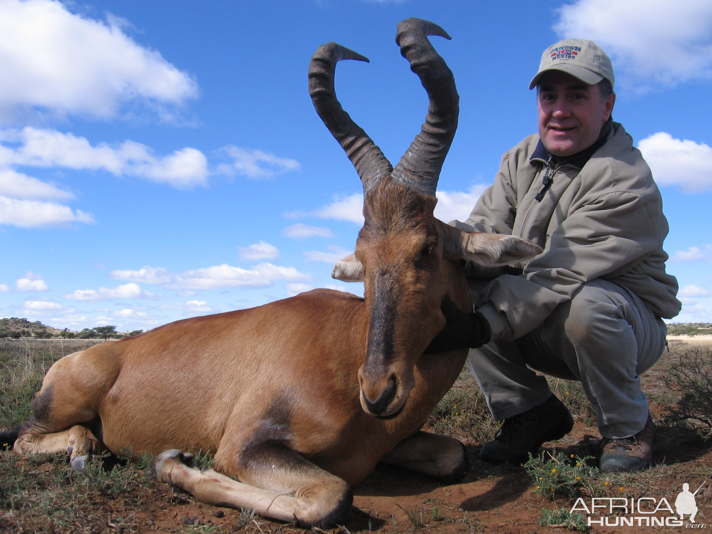 Red Hartebeest