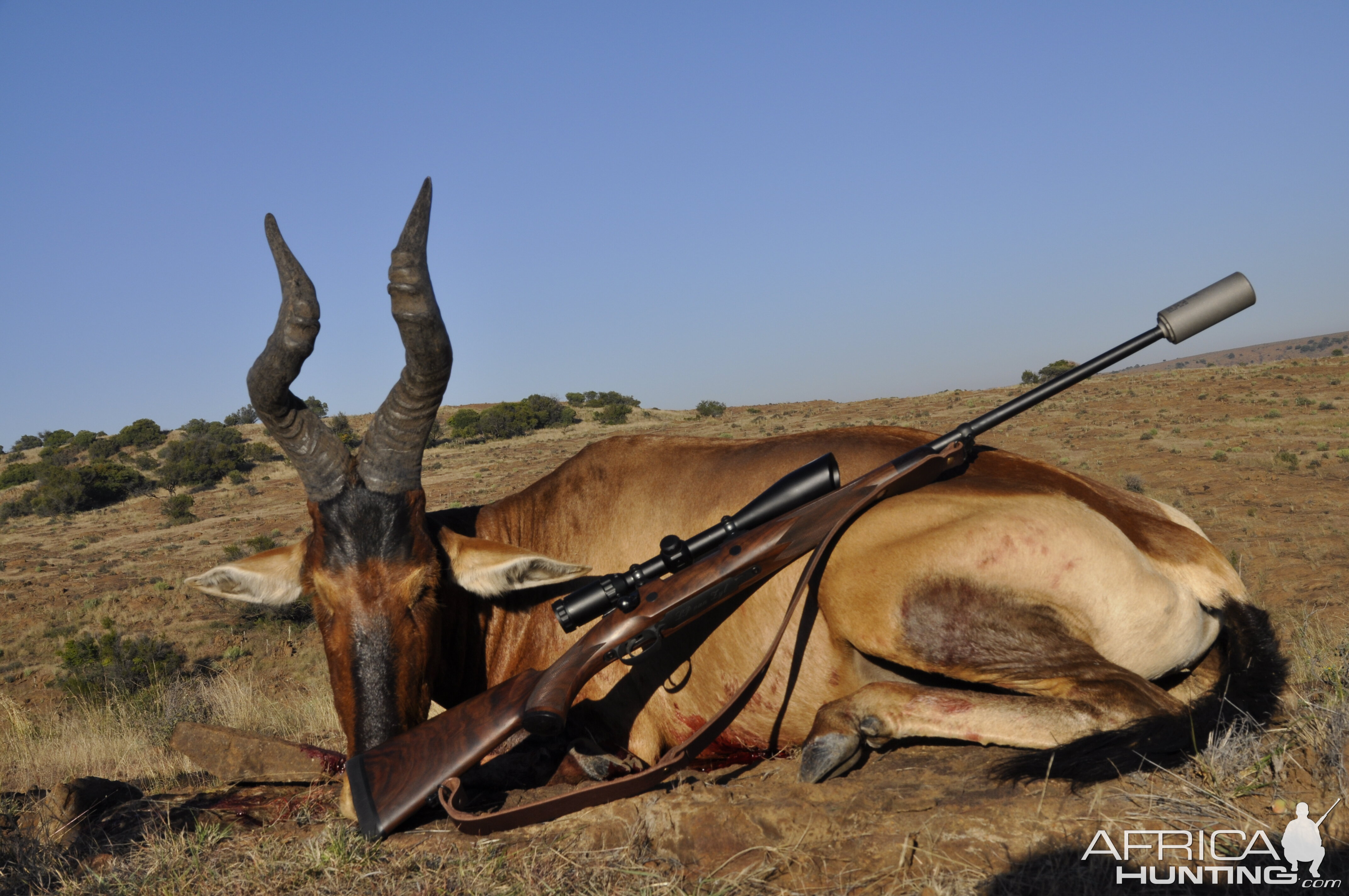 Red Hartebeest