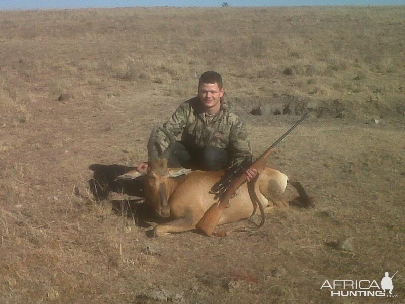 Red Hartebeest