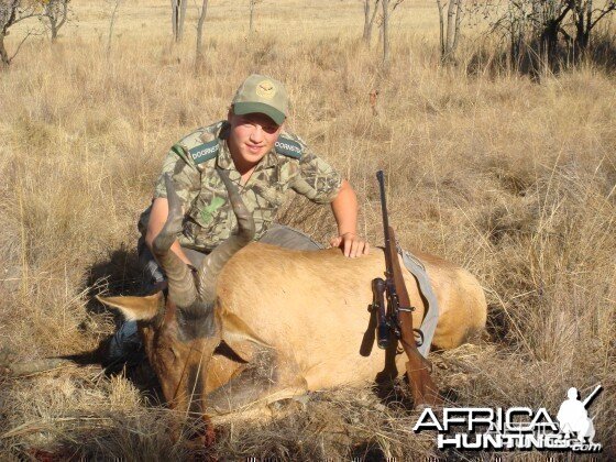 Red Hartebeest