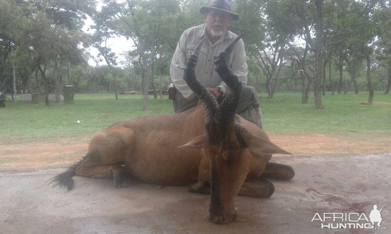 Red Hartebeest