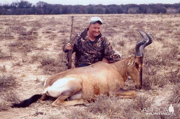 Red hartebeest