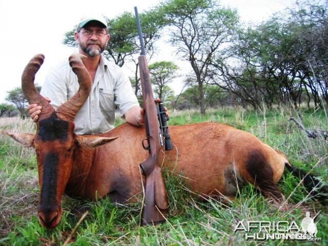 Red Hartebeest