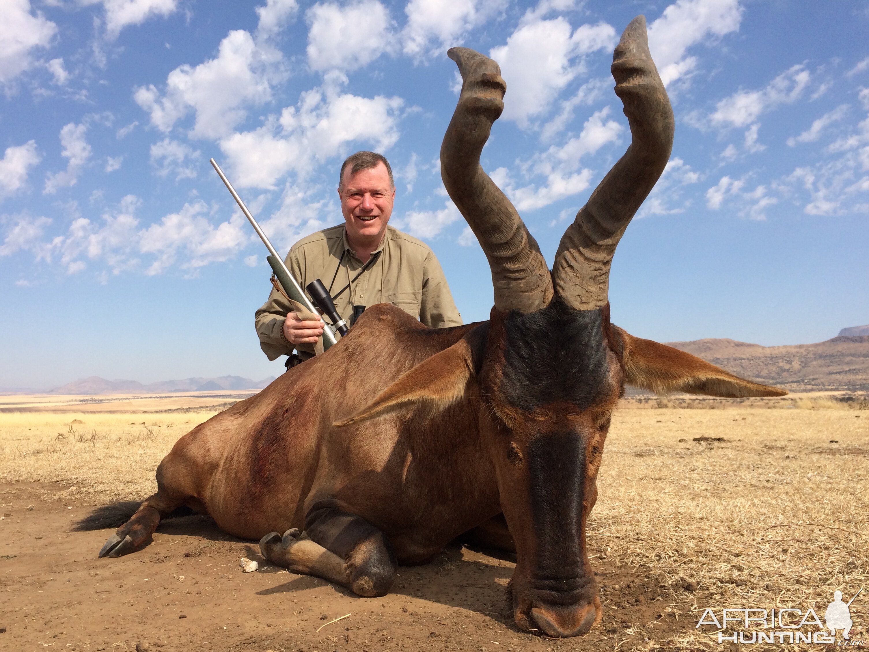 Red Hartebeest