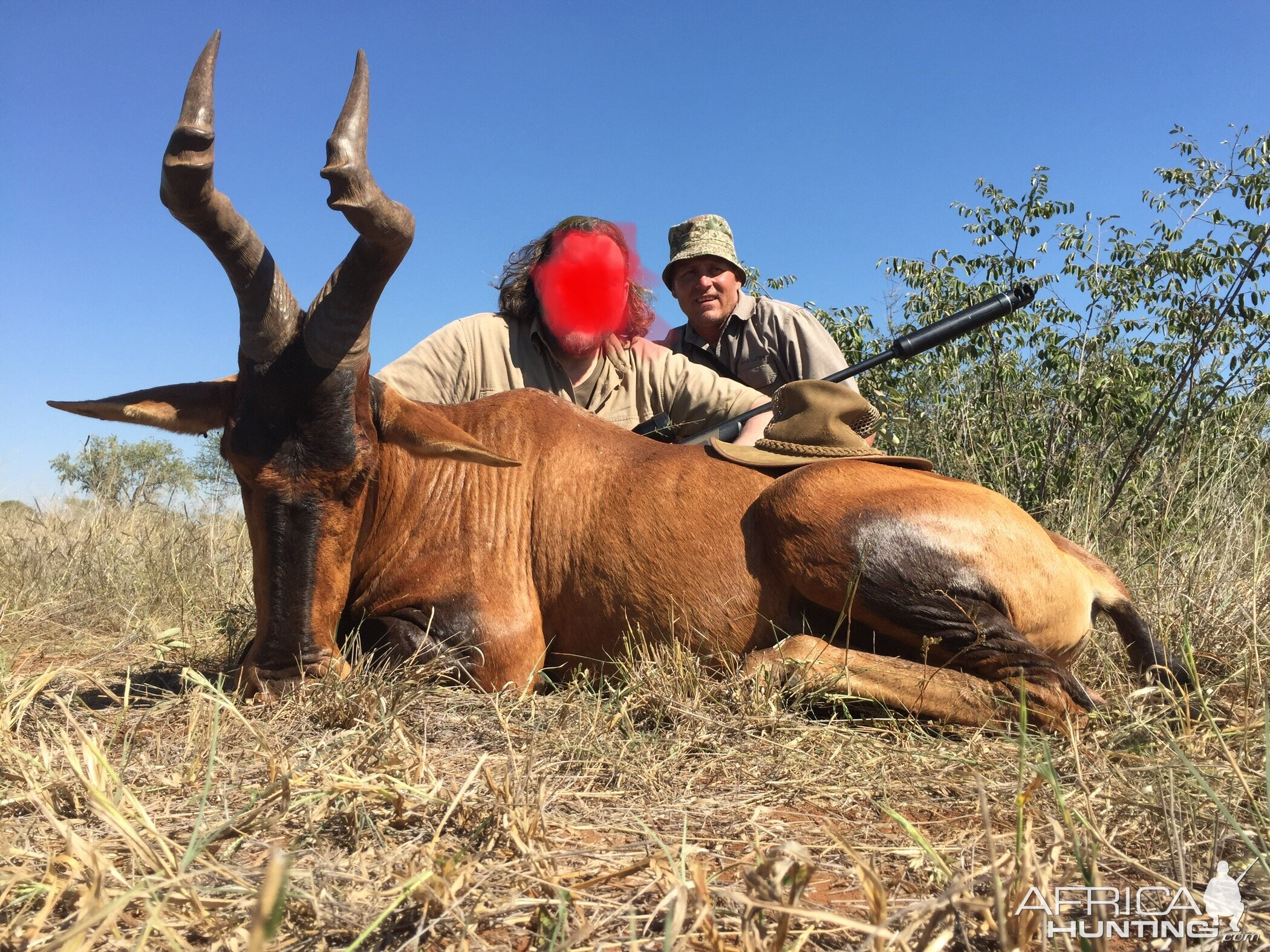 Red Hartebeest