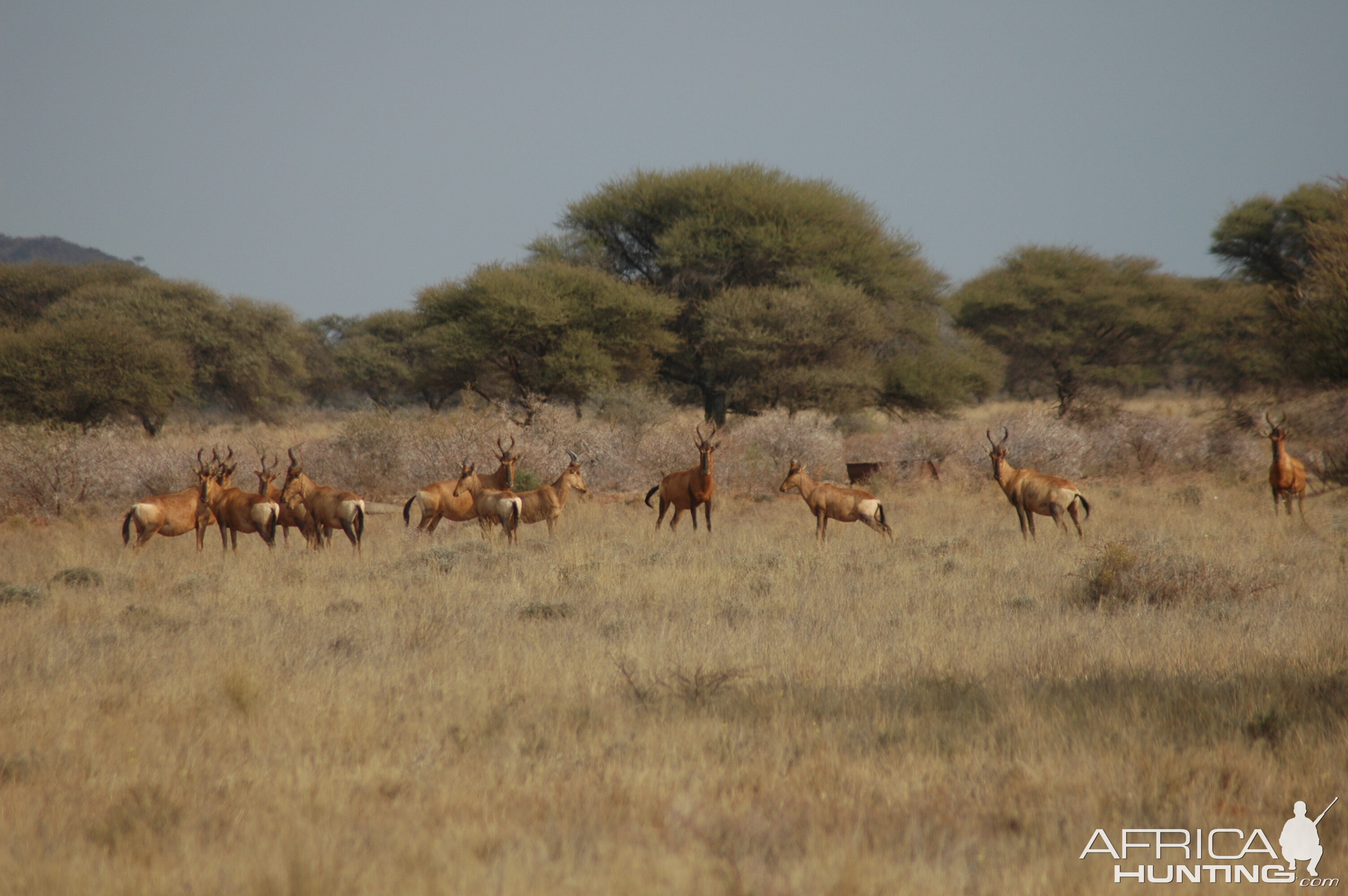 Red Hartebeests at Wintershoek