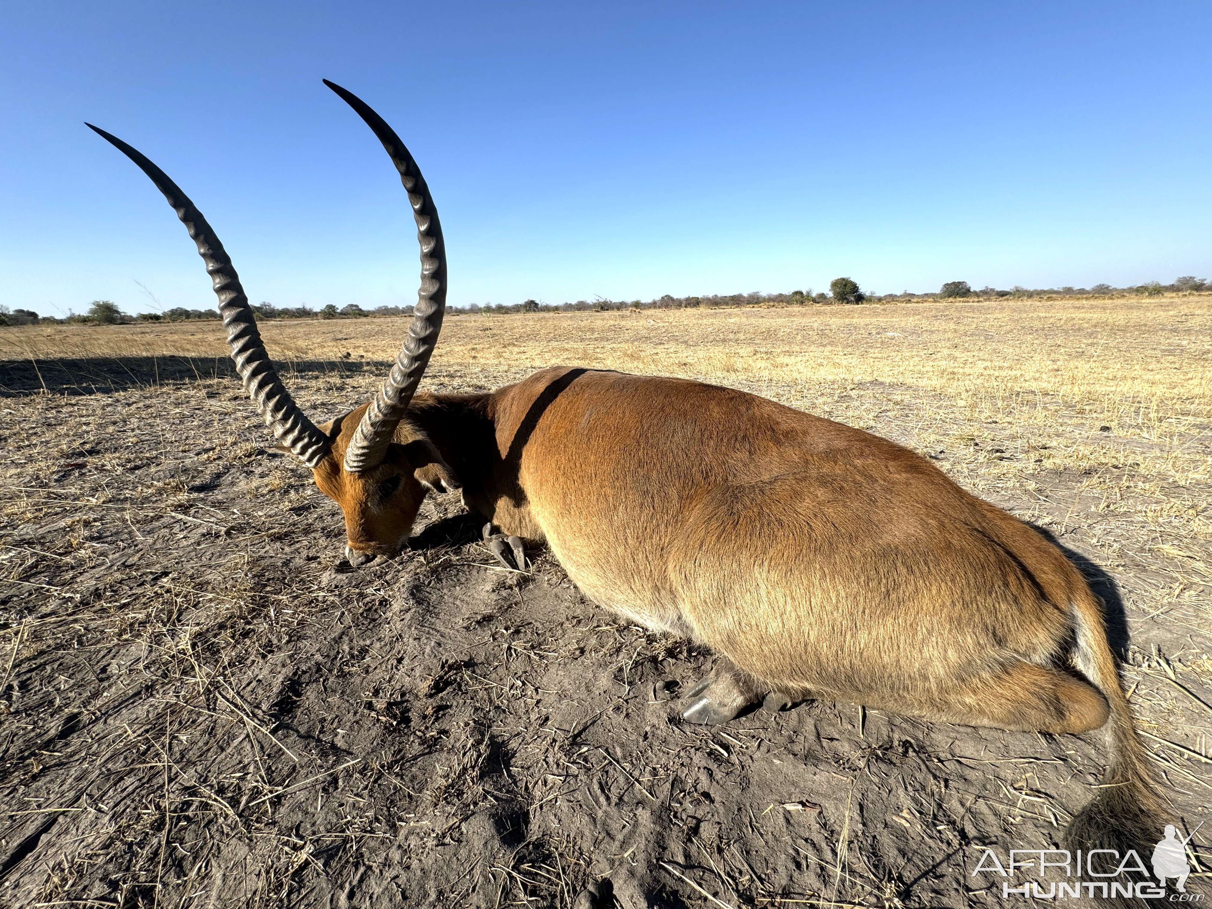 Red Lechwe Hunt Namibia