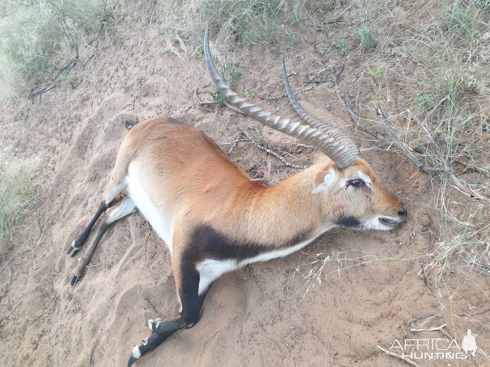 Red Lechwe Hunt South Africa