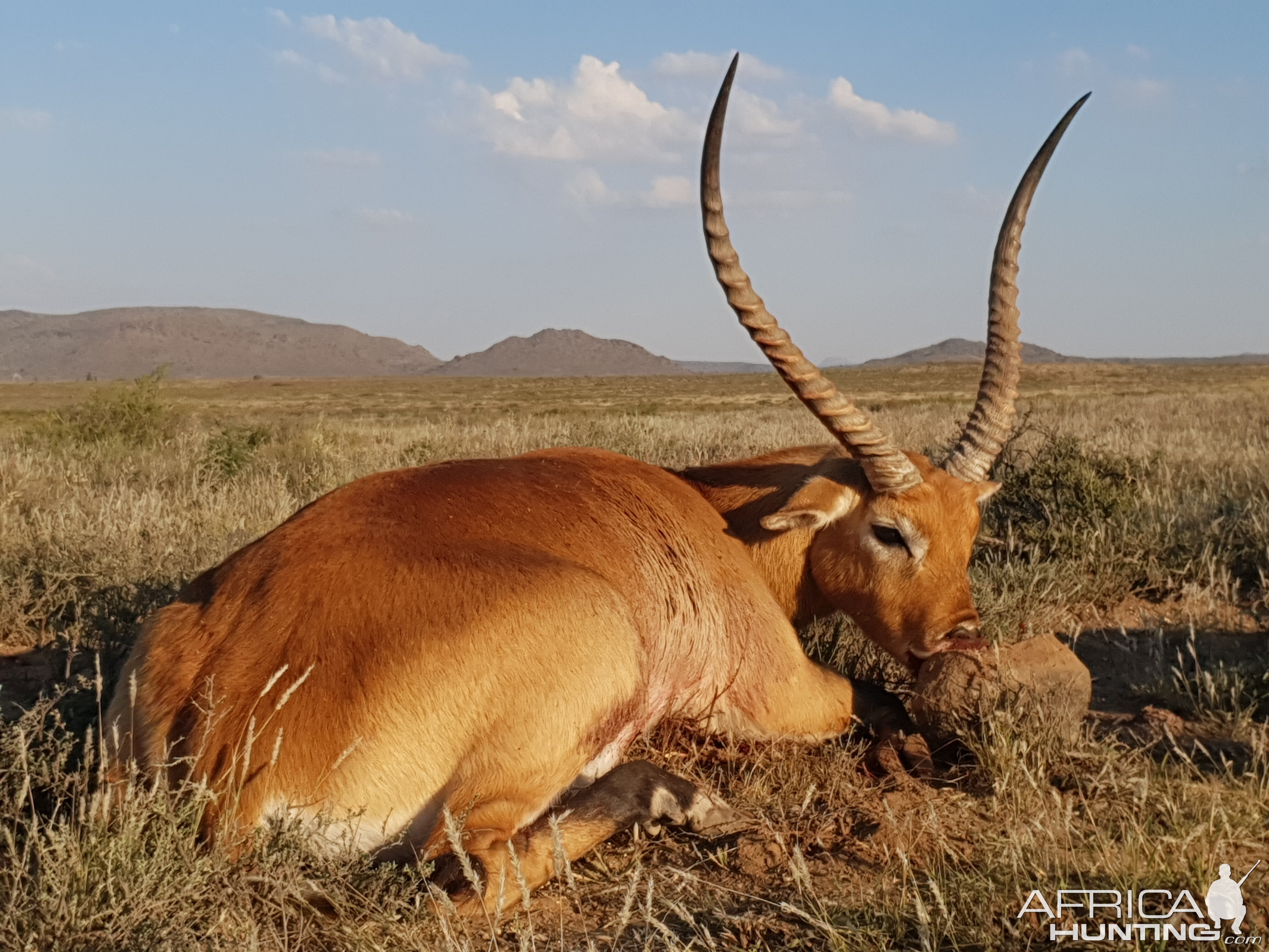 Red Lechwe Hunting South Africa