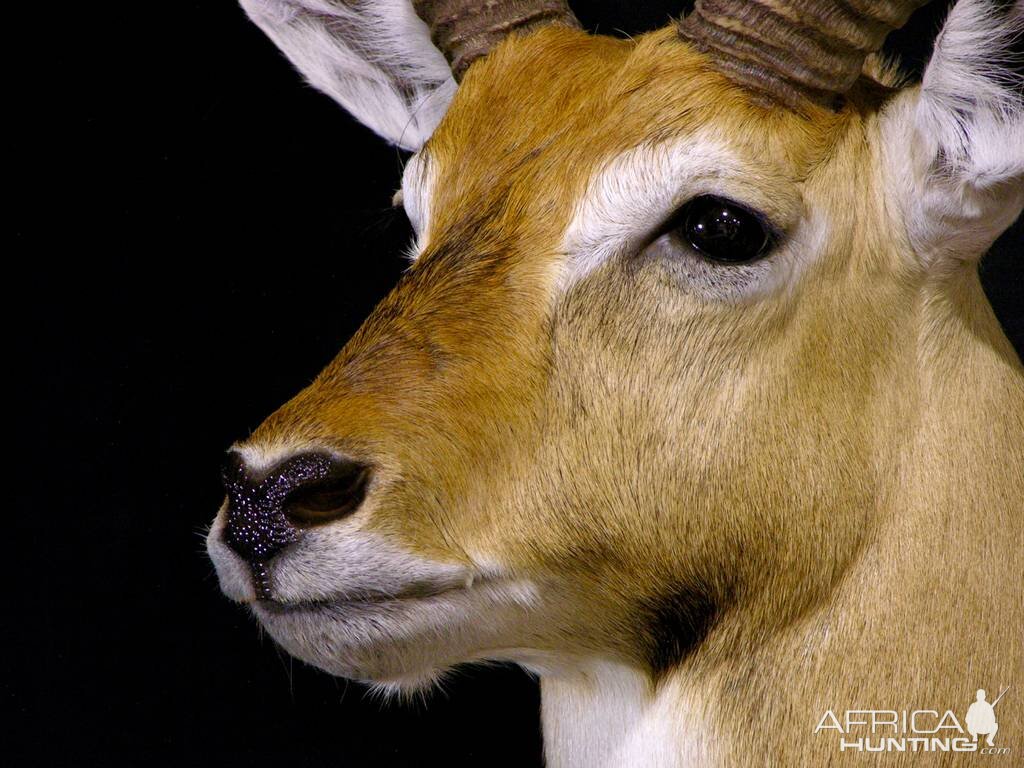 Red Lechwe Shoulder Mount Taxidermy Close Up