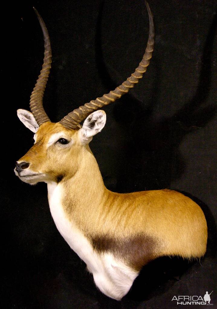 Red Lechwe Shoulder Mount Taxidermy