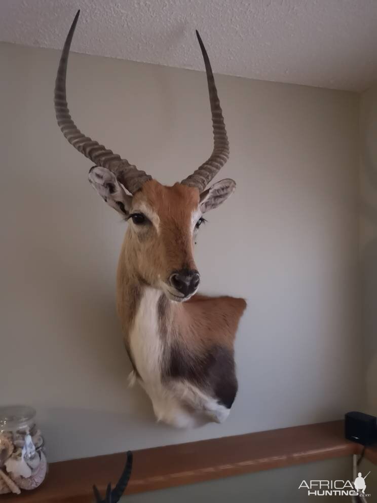 Red Lechwe Shoulder Mount Taxidermy