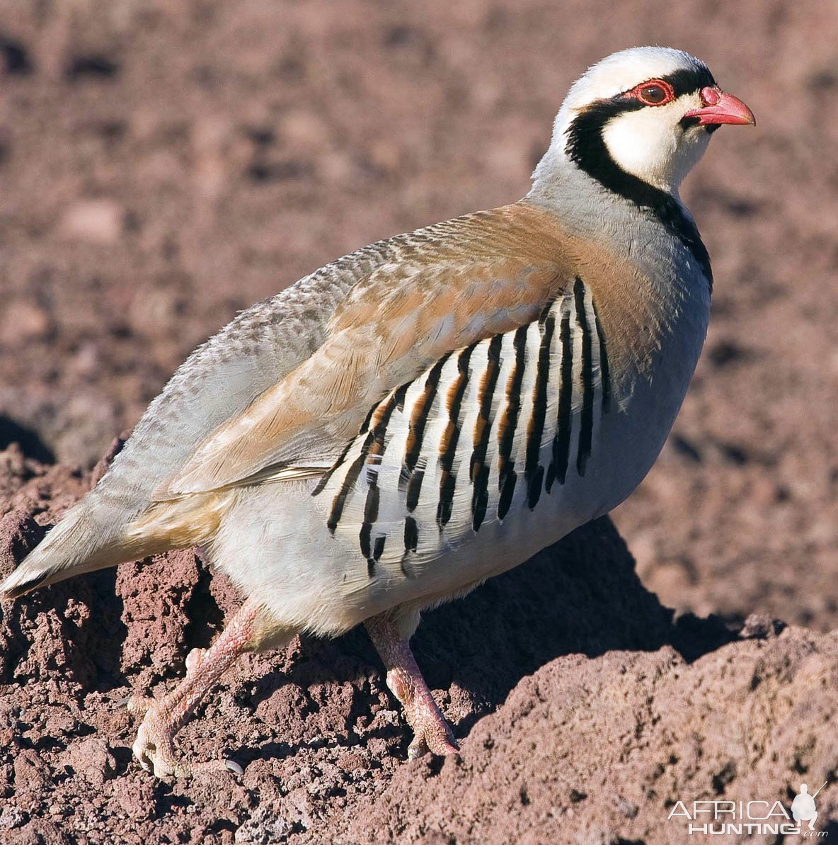 Red-legged partridge in Texas