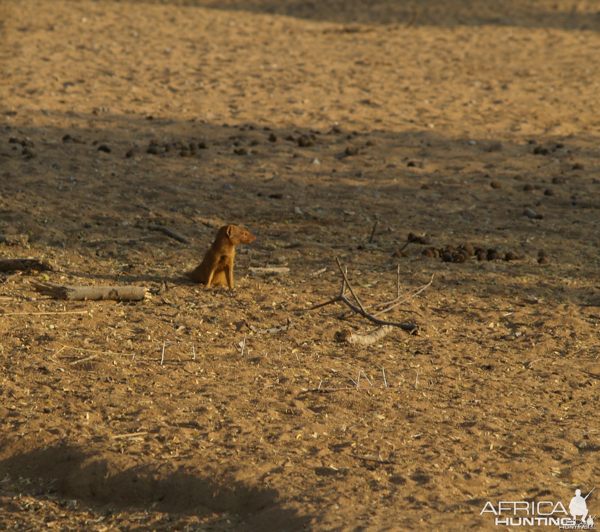 Red Mangoose Namibia