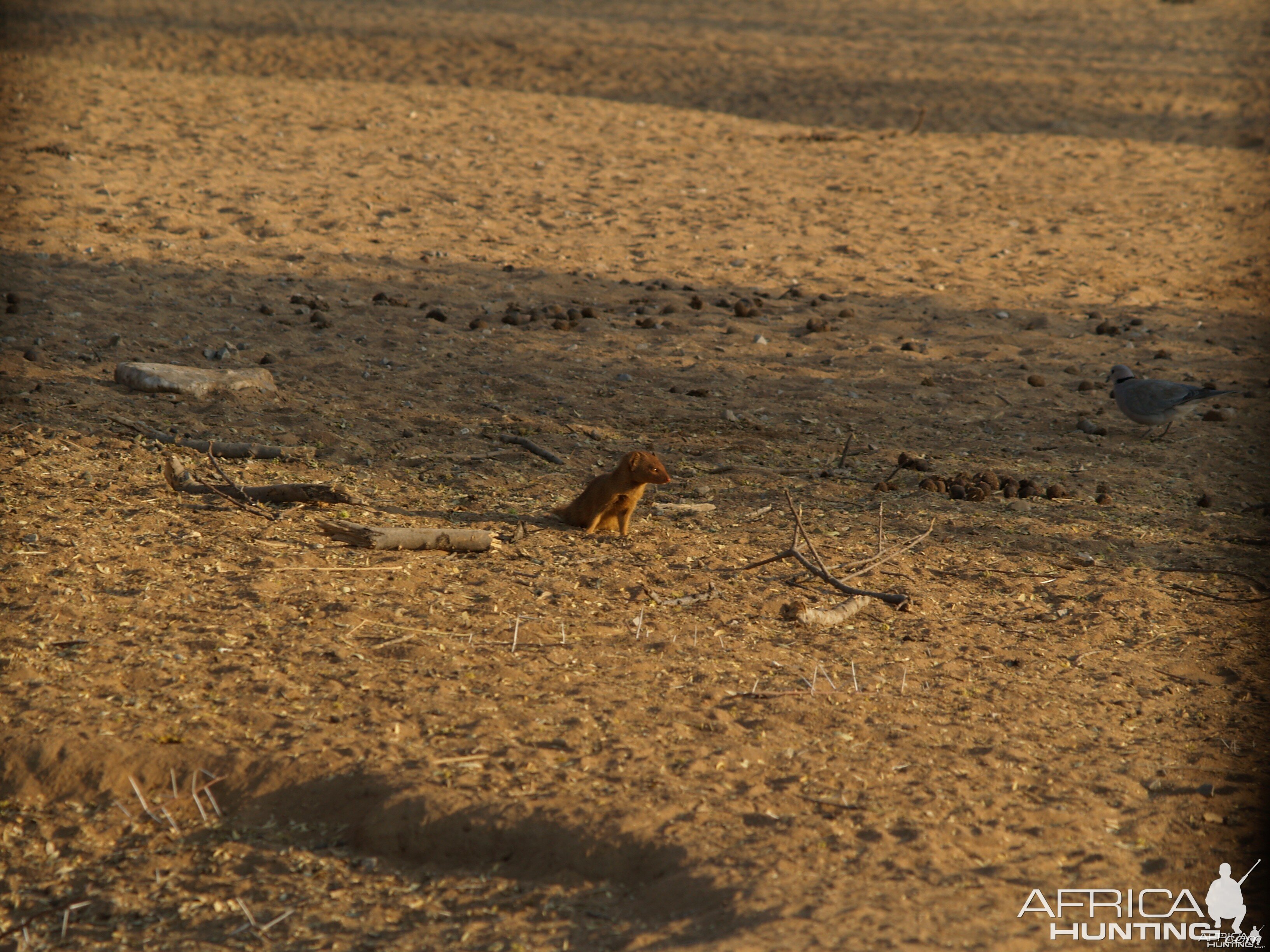 Red Mangoose Namibia