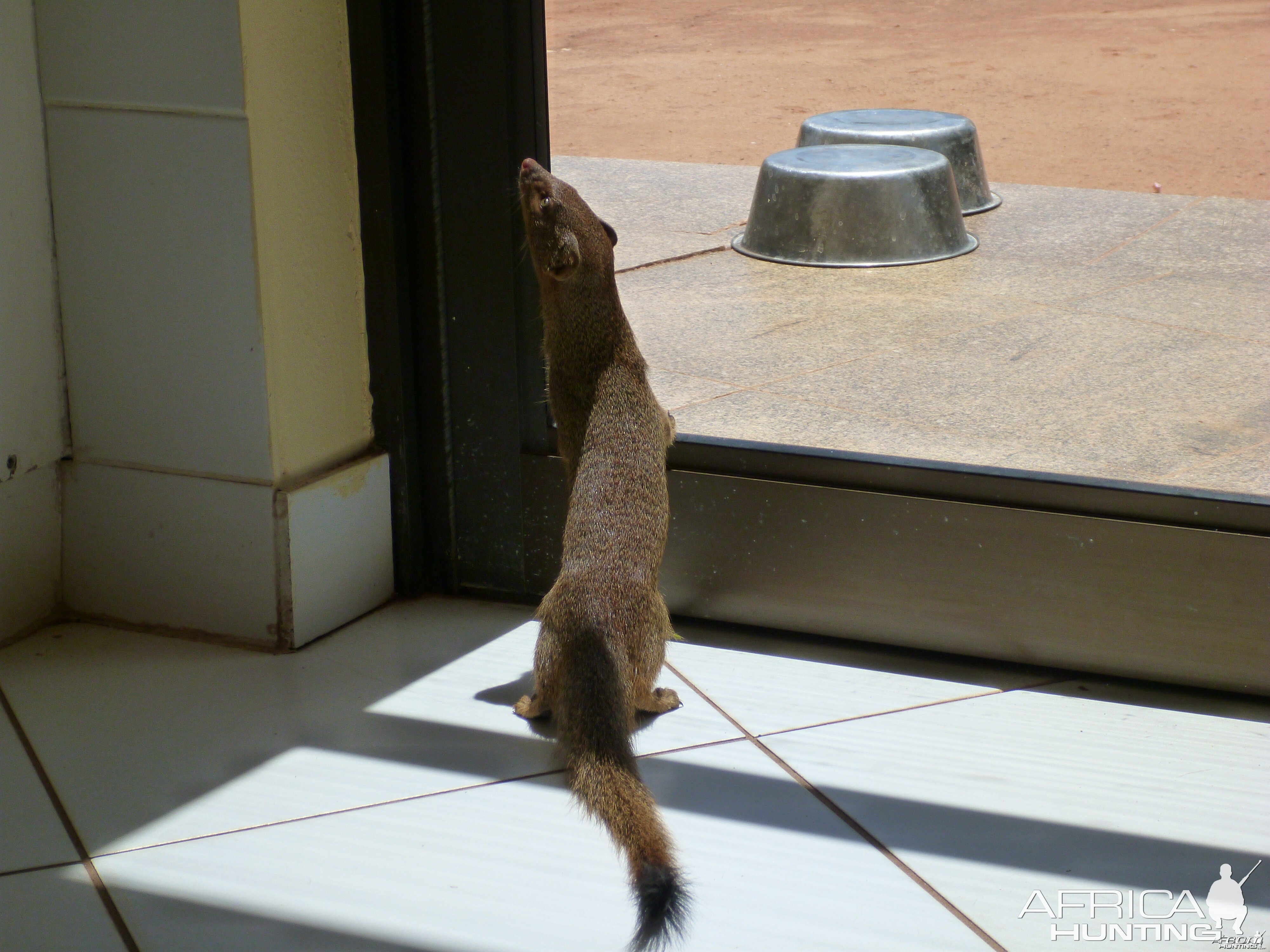 Red Mongoose Namibia