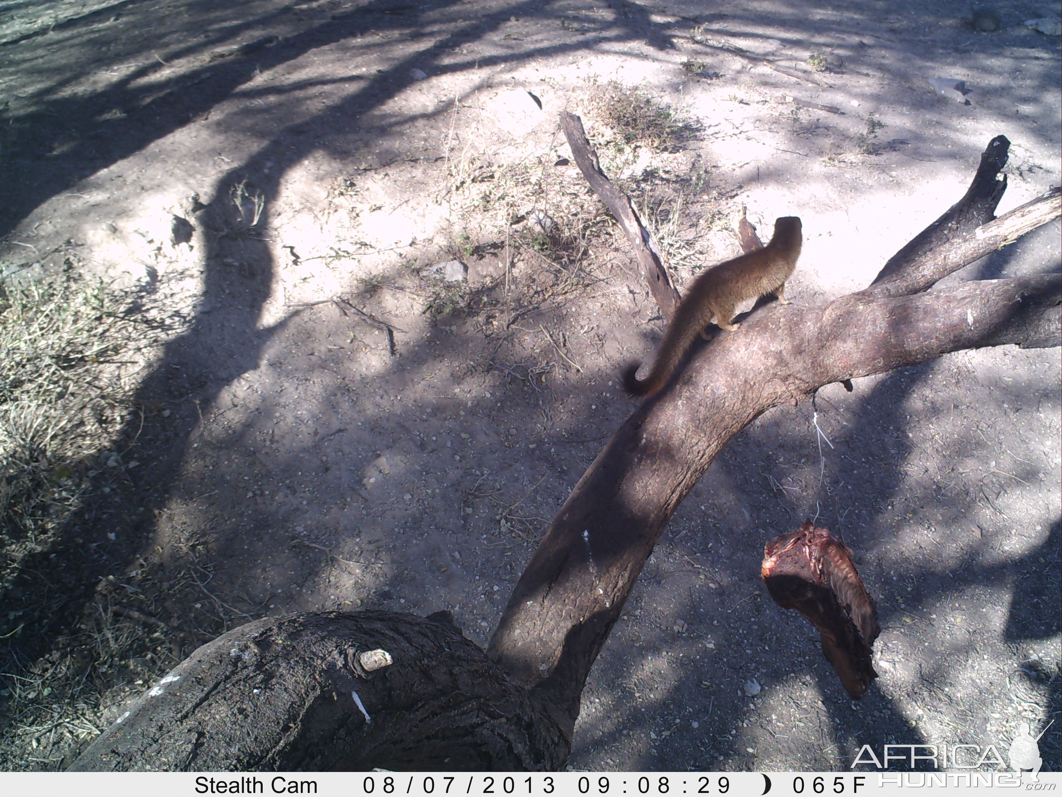 Red Mongoose Trail Camera