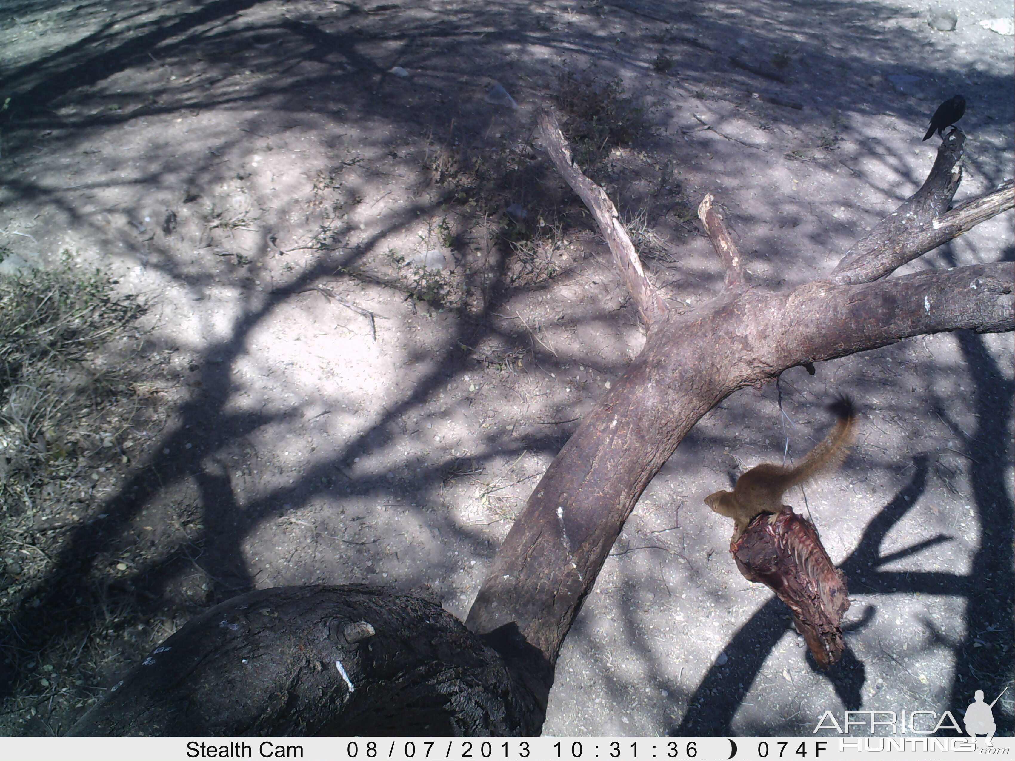 Red Mongoose Trail Camera