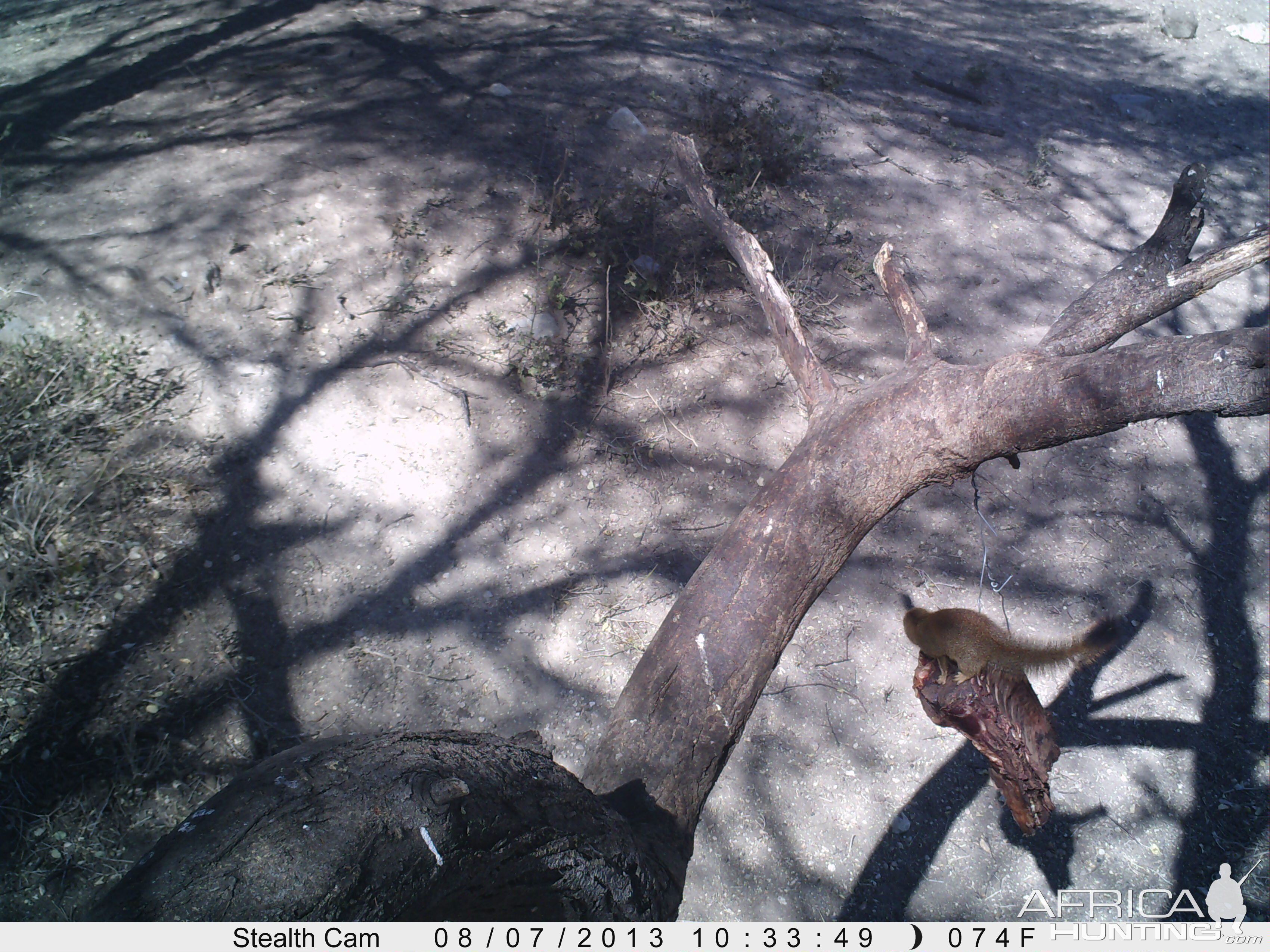 Red Mongoose Trail Camera