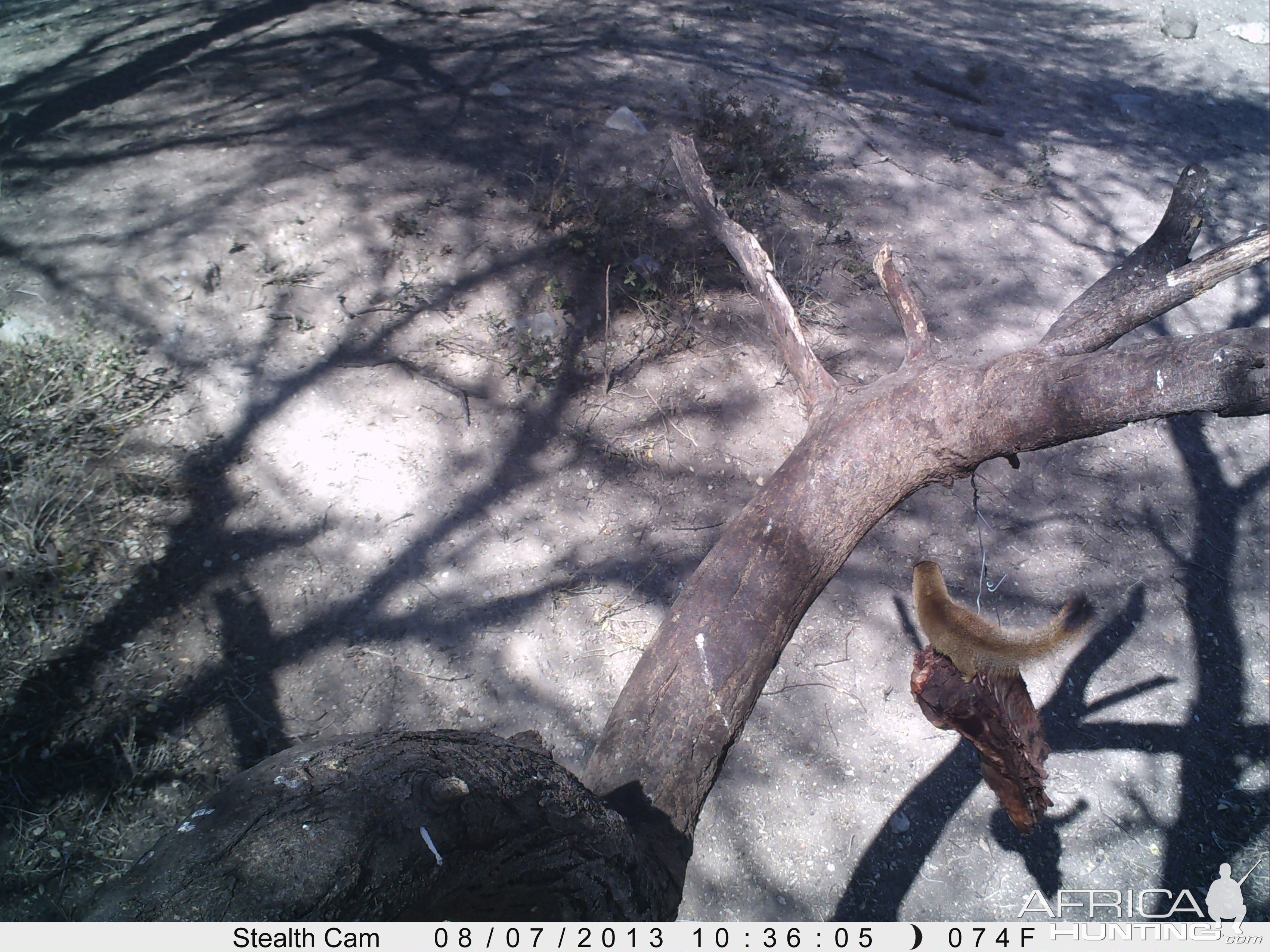 Red Mongoose Trail Camera