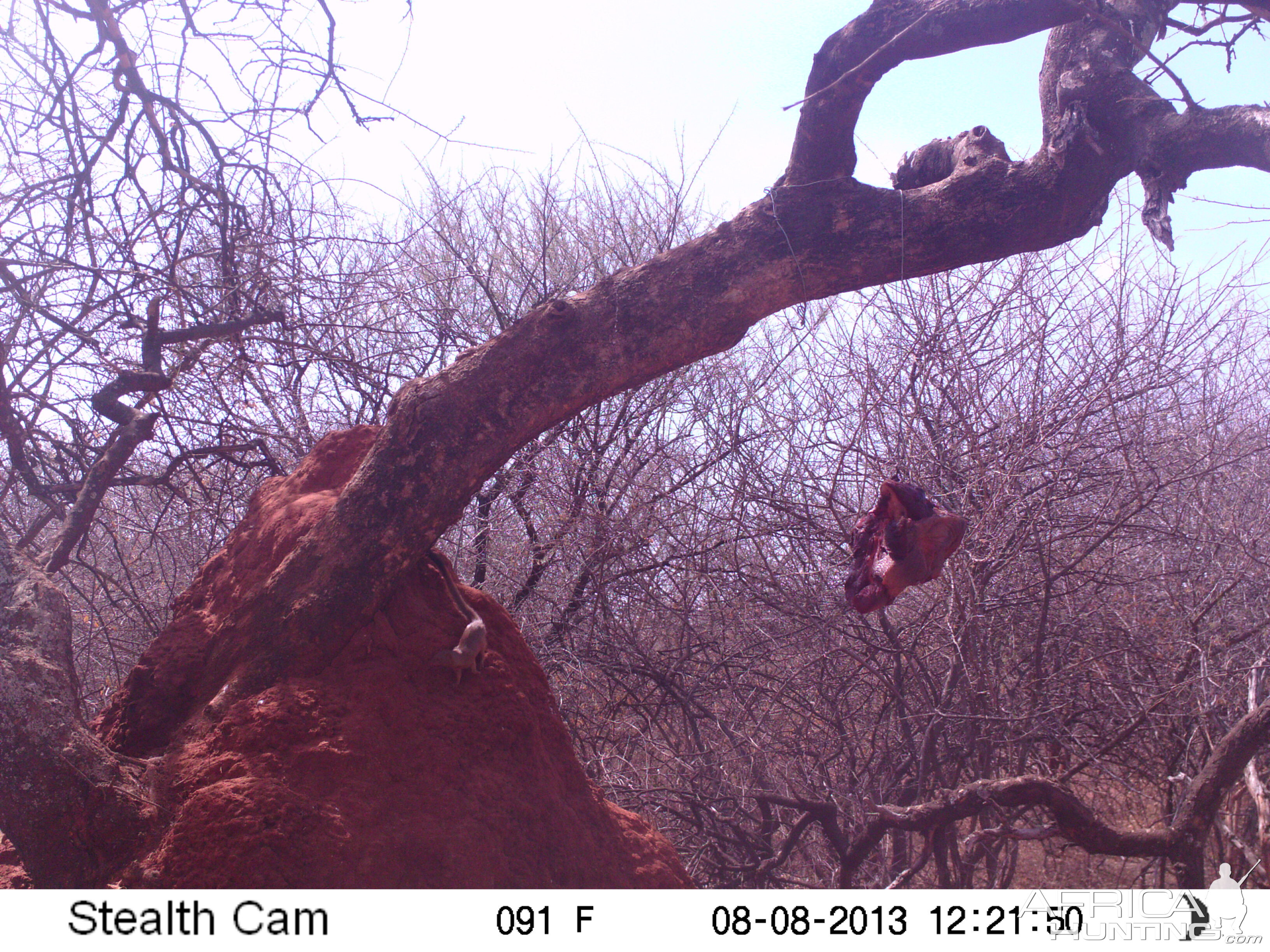 Red Mongoose Trail Camera