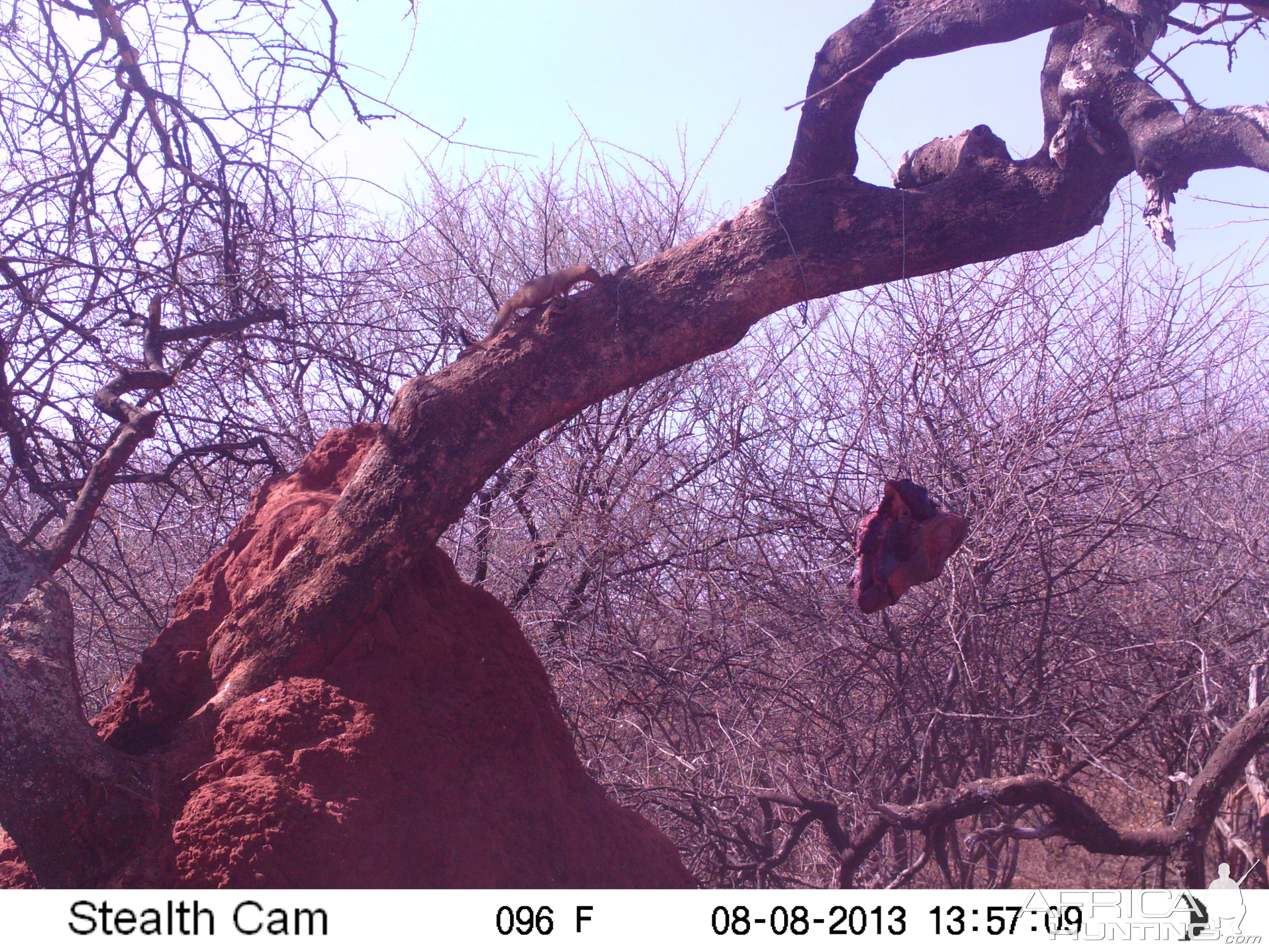 Red Mongoose Trail Camera