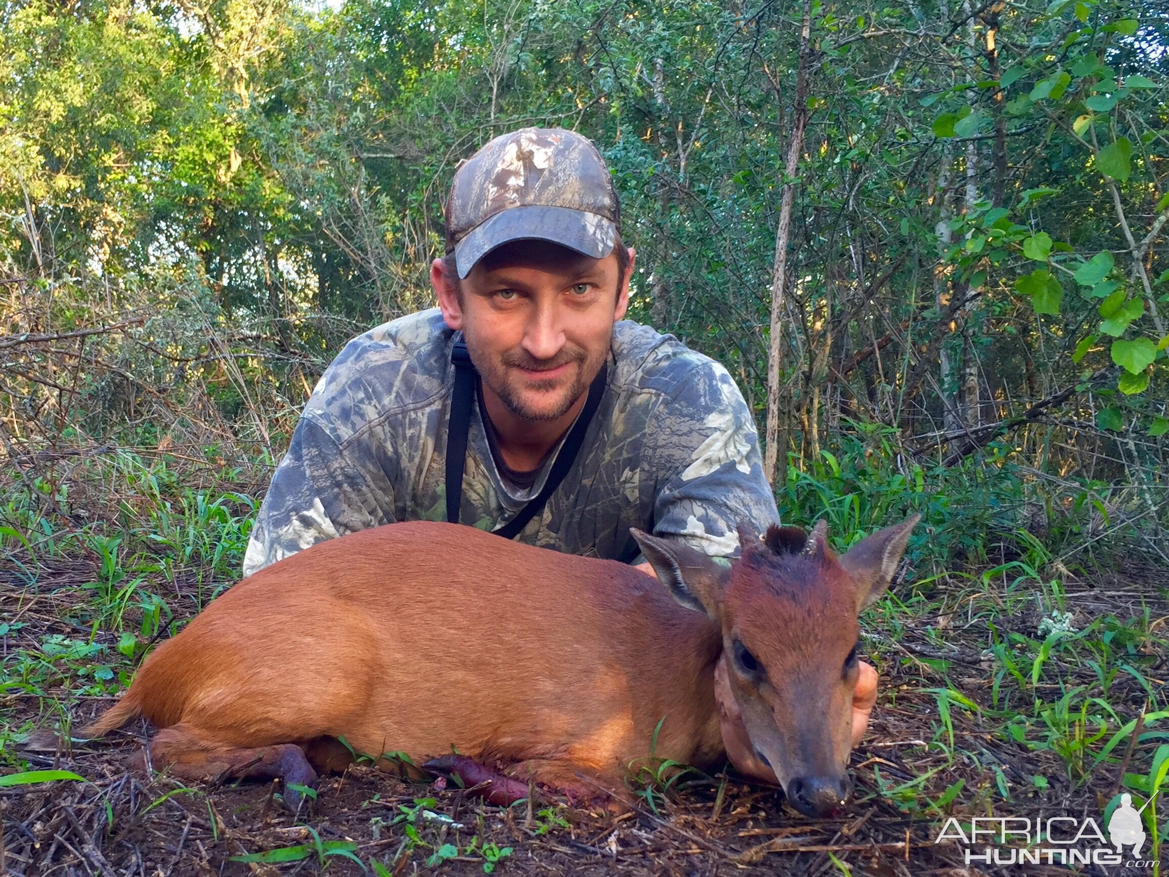 Red ( Natal) Duiker